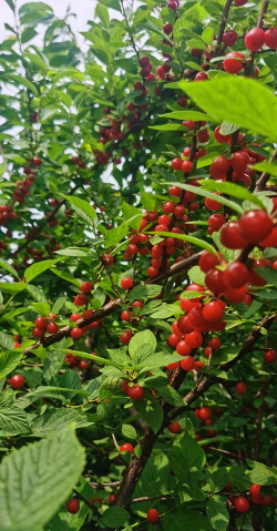 小众送妈妈的花有哪些花