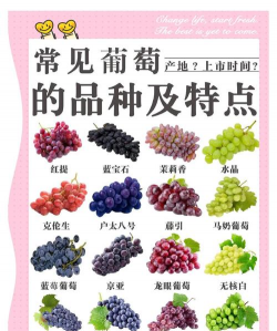 葡萄新品种有哪些