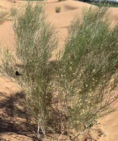 小众送妈妈的花有哪些花