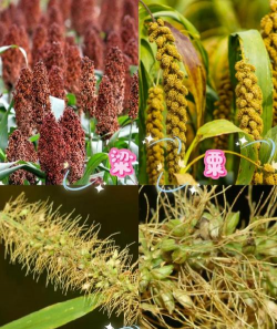 禾本科植物有哪些