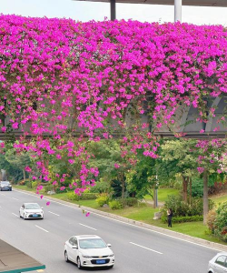 小众送妈妈的花有哪些花