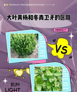 卫矛和冬青的区别