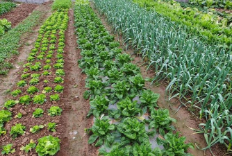 六七月份适合种植什么蔬菜