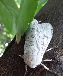 小众送妈妈的花有哪些花