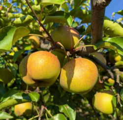 小众送妈妈的花有哪些花