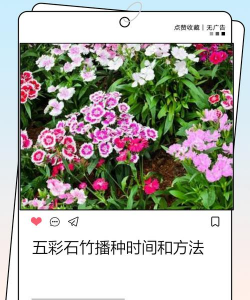 小众送妈妈的花有哪些花