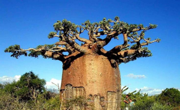 小众送妈妈的花有哪些花