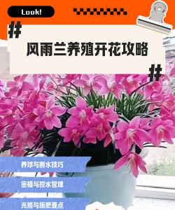 小众送妈妈的花有哪些花