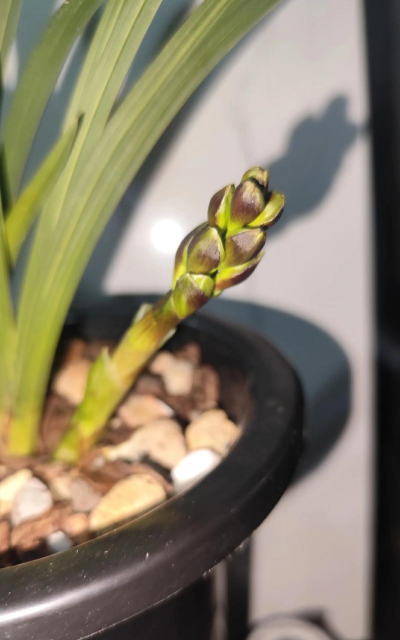 小众送妈妈的花有哪些花