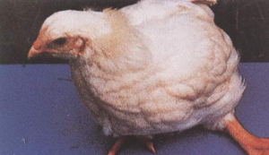 小众送妈妈的花有哪些花