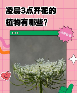 小众送妈妈的花有哪些花