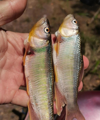 马口鱼养殖一亩产量