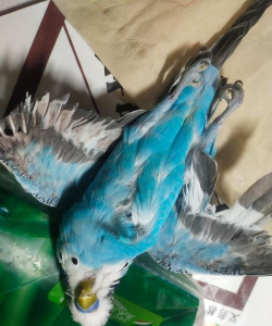 小众送妈妈的花有哪些花