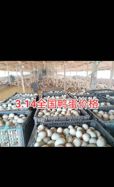 蛋鸭鸭苗多少钱一只