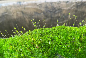 小众送妈妈的花有哪些花