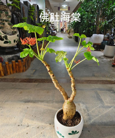 小众送妈妈的花有哪些花