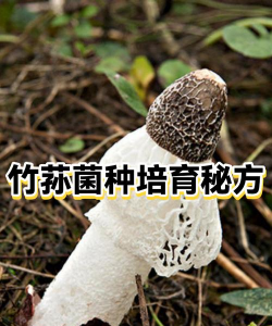培养竹荪的关键是温度还是施肥