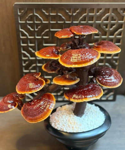 小众送妈妈的花有哪些花