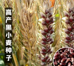 农大3753黑小麦品种