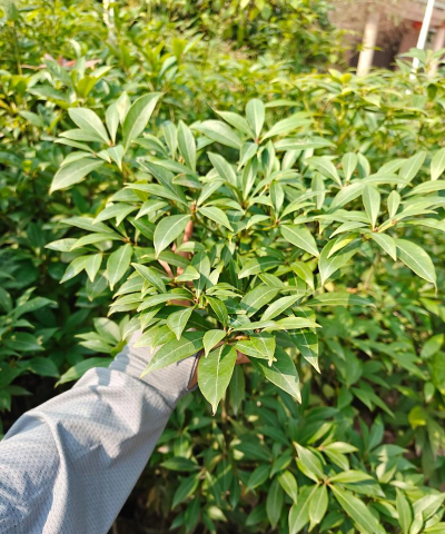 金丝楠木树苗长什么样子