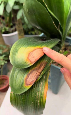 小众送妈妈的花有哪些花