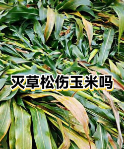 灭草松对哪些作物有害