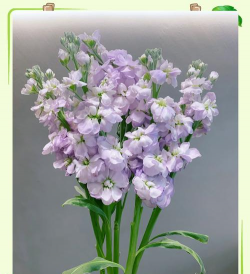 小众送妈妈的花有哪些花