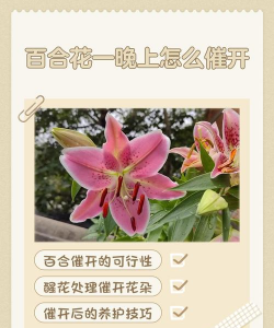 小众送妈妈的花有哪些花