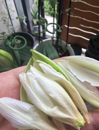 小众送妈妈的花有哪些花