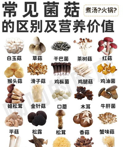 食用菌的种类