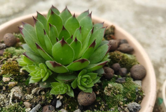 小众送妈妈的花有哪些花