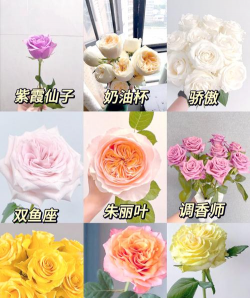 小众送妈妈的花有哪些花