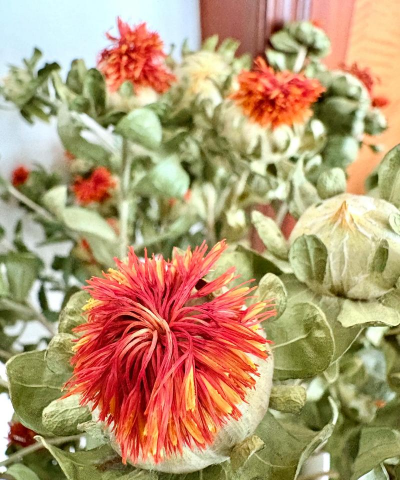 小众送妈妈的花有哪些花