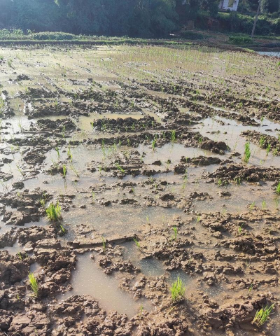 小众送妈妈的花有哪些花