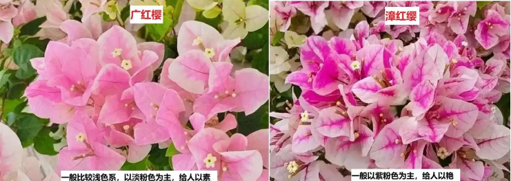 小众送妈妈的花有哪些花