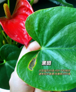 小众送妈妈的花有哪些花