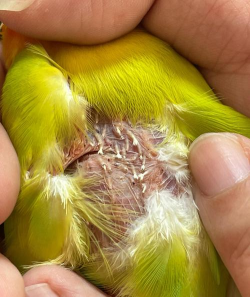 小众送妈妈的花有哪些花