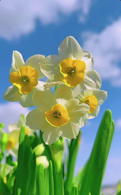 凌波仙子寓意指什么