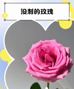 小众送妈妈的花有哪些花