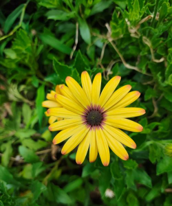 小众送妈妈的花有哪些花