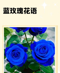 小众送妈妈的花有哪些花