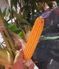 小众送妈妈的花有哪些花