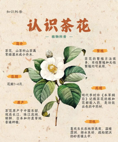 茶花品种有哪些