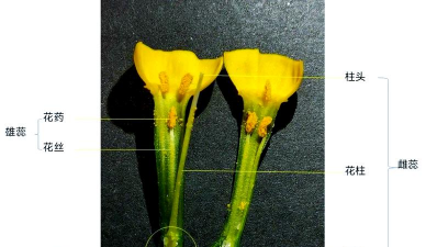 小众送妈妈的花有哪些花