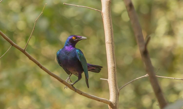 小众送妈妈的花有哪些花
