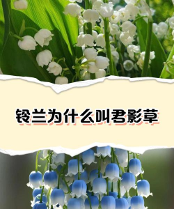 小众送妈妈的花有哪些花