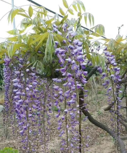 小众送妈妈的花有哪些花