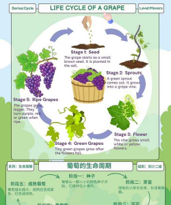 小众送妈妈的花有哪些花