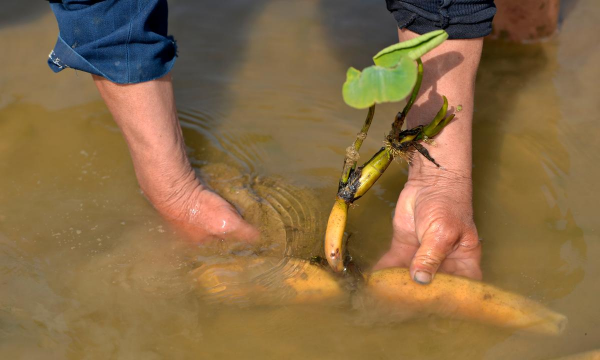 小众送妈妈的花有哪些花