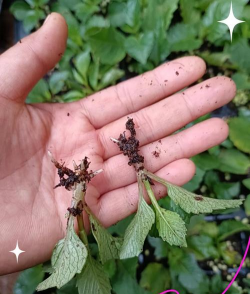 小众送妈妈的花有哪些花